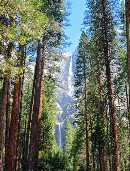 trees